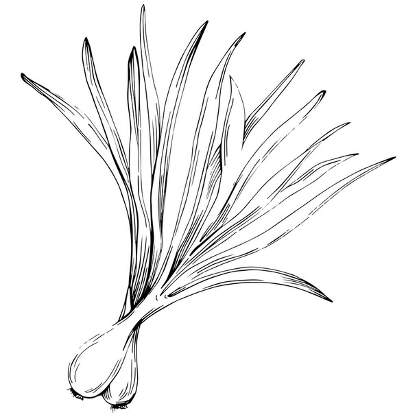Green onions vector isolated. - Vector, Image