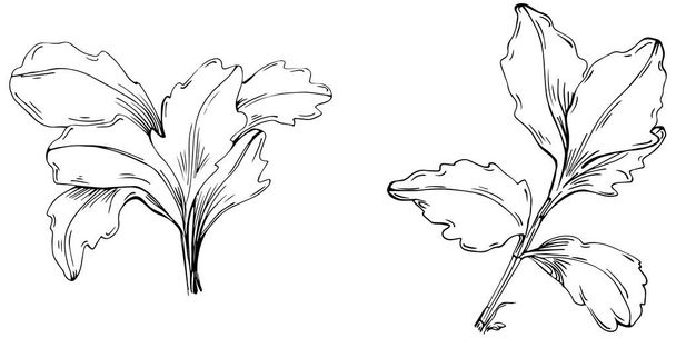 Вектор петрушки изолированное растение с листьями. Травяная гравировка в стиле иллюстрации. Детальный эскиз органического продукта. Лучше всего подходит для оформления логотипа, меню, этикетки, значка, штампа. - Вектор,изображение