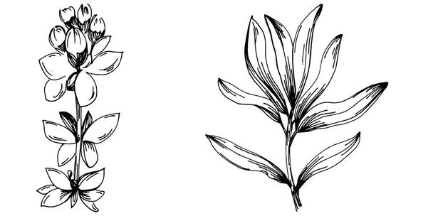 Timjami vektori eristetty kasvi lehtiä. Kasviperäisiä kaiverrettu tyyli kuva. Yksityiskohtainen luomutuote luonnos. Paras design logo, menu, etiketti, kuvake, leima. - Vektori, kuva