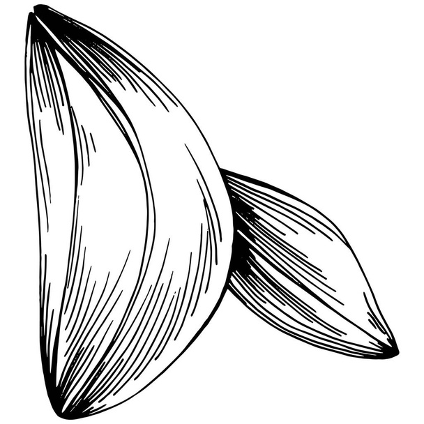 Шавлія Векторні ізольовані рослини
 - Вектор, зображення