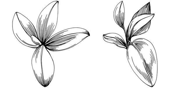 葉を持つセージベクトル分離植物。ハーバル彫刻スタイルのイラスト。デザインロゴ、メニュー、ラベル、アイコン、スタンプのためのベスト. - ベクター画像