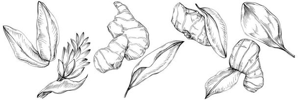 set vector sketch illustration of floral tree leaves, Black and white clip art  - Διάνυσμα, εικόνα