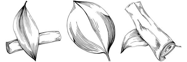 coleção conjunto, Preto e branco clip arte de folhas de plantas isoladas no fundo branco  - Vetor, Imagem