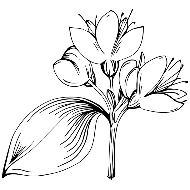 Planta aislada vector orégano  - Vector, imagen