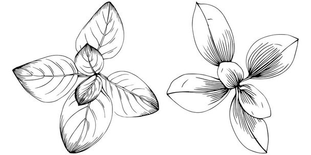 オレガノベクトルは葉を持つ植物を単離した。ハーバル彫刻スタイルのイラスト。デザインロゴ、メニュー、ラベル、アイコン、スタンプのためのベスト. - ベクター画像