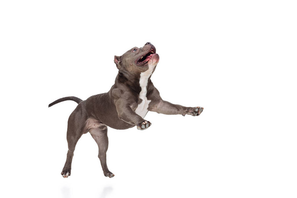 Studio shot of chocolate color dog, staffordshire terrier isolated over white studio background. Concept of motion, beauty, fashion, breeds, pets love, animal - Fotó, kép