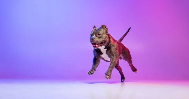 Portrait of purebred dog staffordshire terrier posing isolated over studio background in neon gradient pink purple light. Concept of motion, action, pets love, animal - Fotó, kép