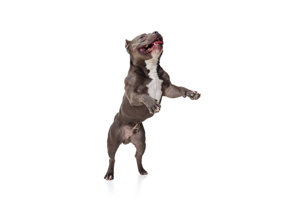 Studio shot of chocolate color dog, staffordshire terrier isolated over white studio background. Concept of motion, beauty, fashion, breeds, pets love, animal - Fotó, kép