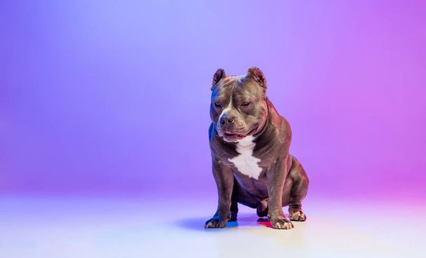 Portrait of purebred dog staffordshire terrier posing isolated over studio background in neon gradient pink purple light. Concept of motion, action, pets love, animal - Photo, Image