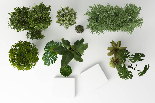 3D renderizar vista superior de plantas tropicais isoladas em fundo branco. - Foto, Imagem
