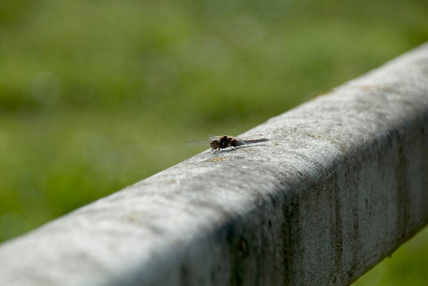 perto de uma libélula - Foto, Imagem