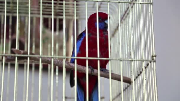 Parrot in cage - Footage, Video