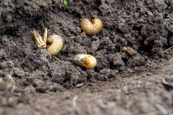 larven van de bronzen kever of bloemchafer liggen in humus die ze hebben verwerkt tot vruchtbare grond, selectieve focus - Foto, afbeelding