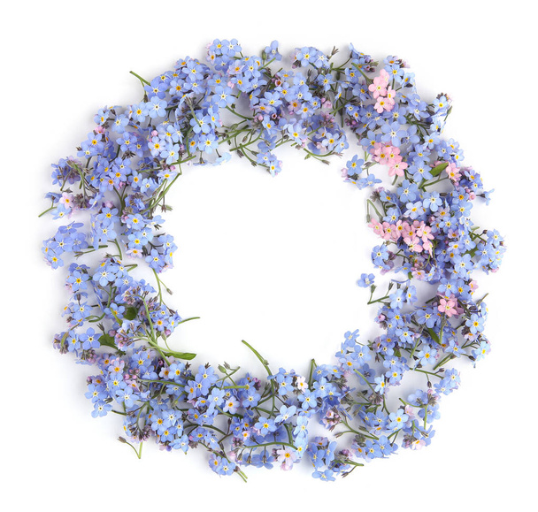 Circle of spring blue flowers Myosotis isolated on white background.  Flowers Myosotis are called forget-me-not or scorpion grasses. - Fotografie, Obrázek