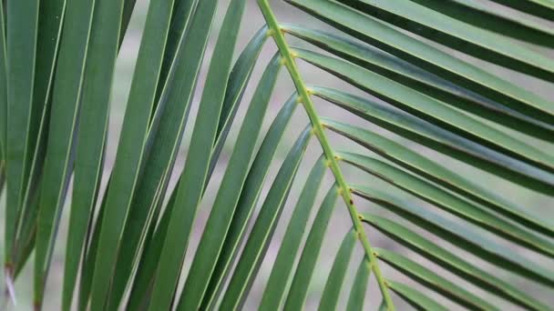 Fecha hojas de palma verde
 - Imágenes, Vídeo