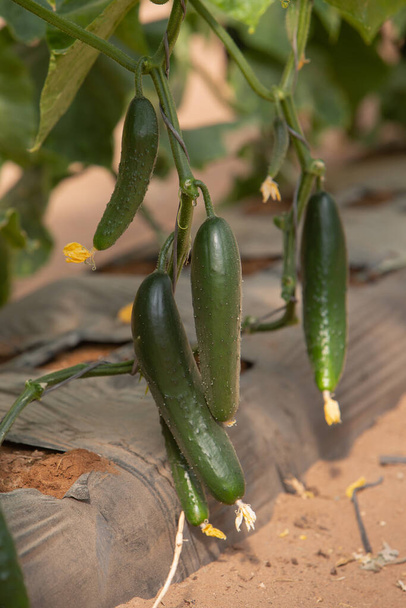 La foto de los pepinos que maduran que crecen en el invernadero. El tema de la plantación estacional y la jardinería - Foto, Imagen