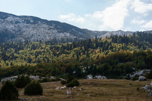 ドゥルモーター国立公園の緑の森で覆われた高地。モンテネグロ - 写真・画像