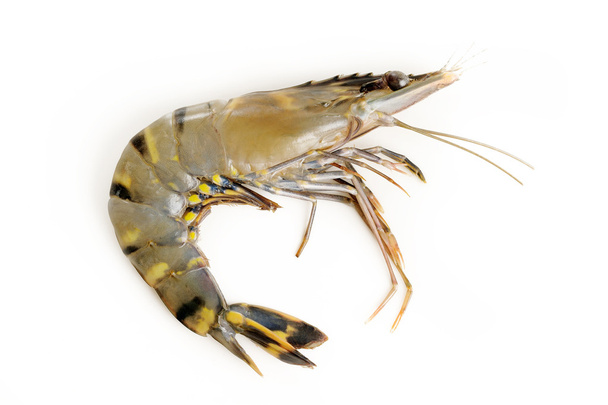 raw tiger shrimps  - Photo, Image