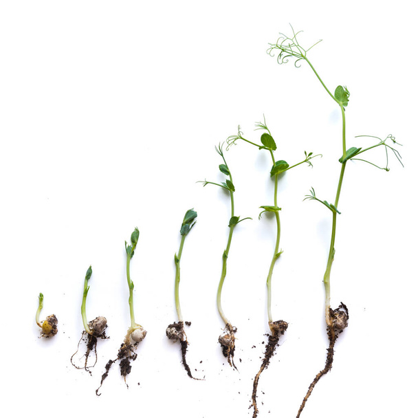 φύτρα μπιζελιών σε διάφορα στάδια καλλιέργειας παρατάσσονται στη σειρά, απομονώνονται σε λευκό - Φωτογραφία, εικόνα