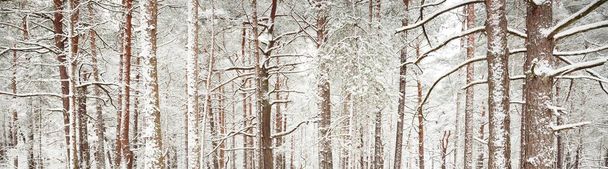 Floresta de pinheiro. Árvores de perto. Nevoeiro. Paisagem atmosférica. País das maravilhas do inverno. Natureza, clima, estações, férias de Natal, ecoturismo - Foto, Imagem