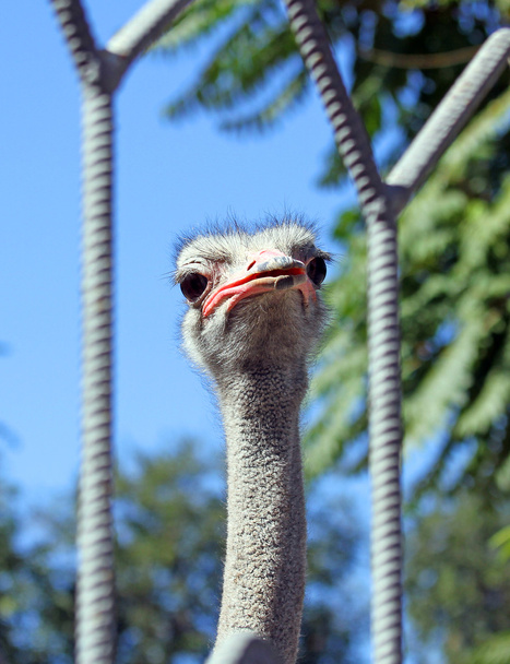 afriscan struisvogel - Foto, afbeelding