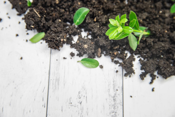 soil and small sprout isolated over white wooden background, gardeing or farming concept, eco, new life or season. High quality photo - Foto, immagini