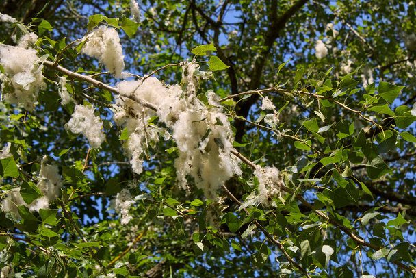 Populus nigra oddział zbliżenie - Zdjęcie, obraz
