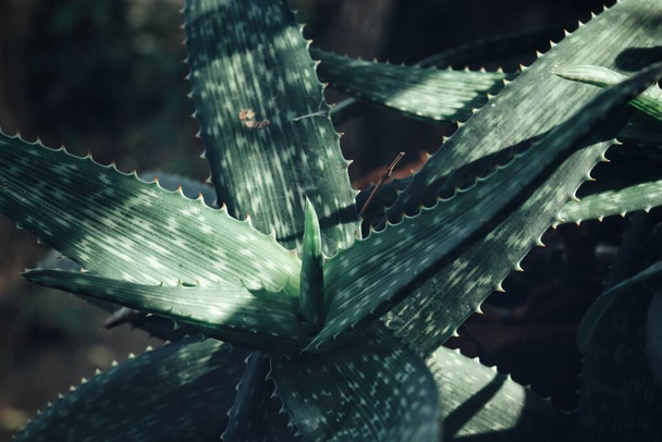 Aloe vera yeşil yapraklarının arkaplanını kapat - Fotoğraf, Görsel