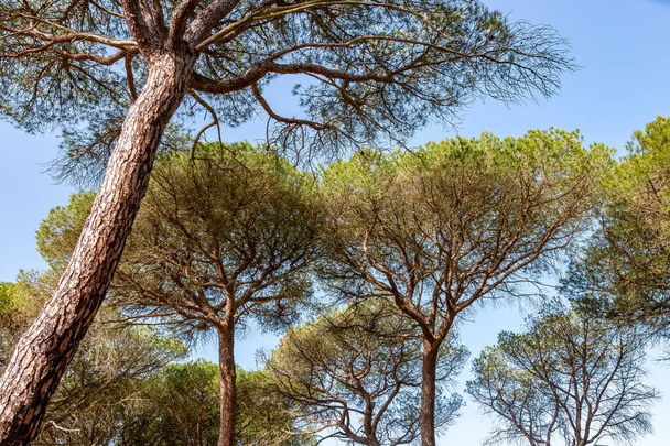 Άποψη της κορυφής ενός μεσογειακού πεύκου σε ένα ισπανικό δάσος - Φωτογραφία, εικόνα