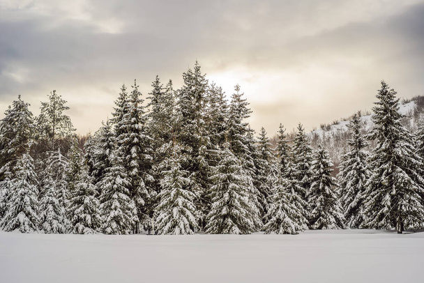 Splendid scenery in winter. Fantastic frosty morning in forest. snow-cowered pine trees under sunlight. Fantastic mountain highland. Amazing winter background. Wonderful Christmas Scene - Photo, image