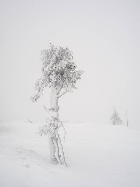 Zachte focus. Magisch bizar silhouet van bomen zijn besneeuwd. Arctische wrede natuur. Mystiek sprookje van het winter mistige bos. Sneeuw bedekt eenzame boom op de berghelling. Verticaal overzicht. - Foto, afbeelding