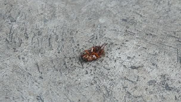 Cafard mort mordu, mangé et emmené au nid par les fourmis noires. - Séquence, vidéo