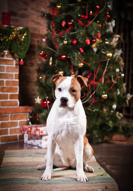American staffordshire terrier - 写真・画像