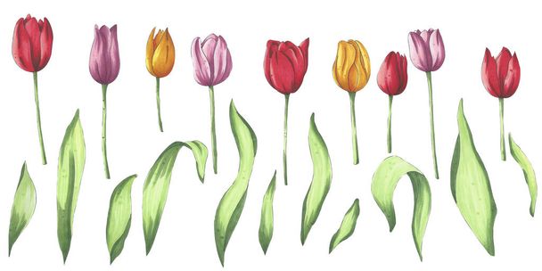 A set of bright marker hand drawn tulips. Flower illustration for the design of sites, posts, publications, paper, social networks, prints, your own designs - Foto, afbeelding