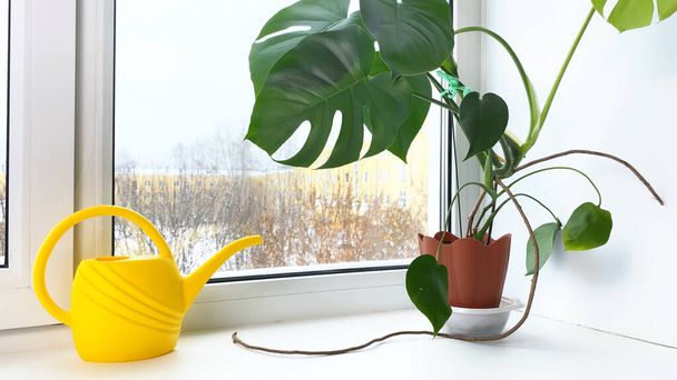 Monstera indoor flowers on windowsill at winter, snow outside. Home gardening - Photo, image