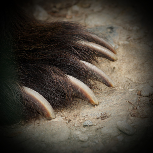 mandíbulas de urso marrom
 - Foto, Imagem