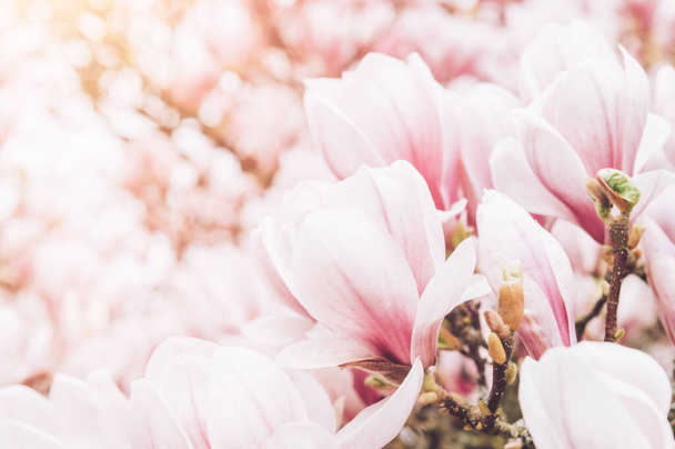 Розовое дерево магнолии с цветущими цветами во время весны - Фото, изображение