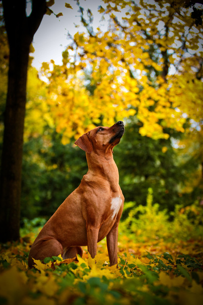 Dog breed Rhodesian Ridgeback - Фото, зображення