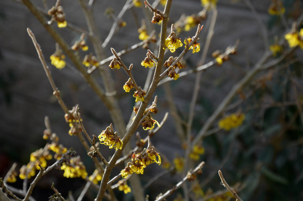 vytrvalostní květinové záhony mohou v únoru ještě zamrznout, rampouchy, zasněžené suché stonky, sníh v celé zahradě za betonovou zdí. první žlutý kvetoucí keř kvete dokonce i před trupem - Fotografie, Obrázek