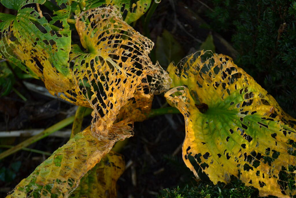 artistieke close-up van bruine, gele en groene slak-gegeten hosta bladeren in de herfst in de stadstuin - Foto, afbeelding