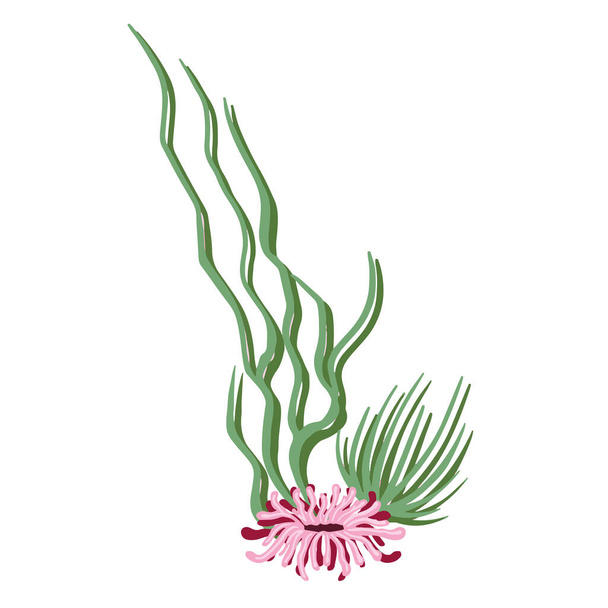 Conjunto de plantas vectoriales marinas, algas dibujadas a mano - Vector, Imagen