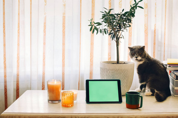 Skót tenyészt szürke macska feküdt asztalon -val digitális tabletta, gyertyák és ház növény -ban virágcserép, rövid haj cica -val narancs szem pihen -ban világos modern lakás. Háziállatok életmódja - Fotó, kép
