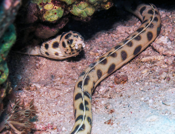 Пятнистый змеиный угорь (Ophichthus ophis) в Красном море, Египет - Фото, изображение