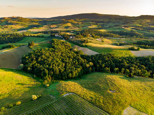 Aerial view of endless rows of grapevines around San Gimignano town. Vineyards, plantations of grape-bearing vines grown mainly for winemaking in Tuscany, Italy - Φωτογραφία, εικόνα