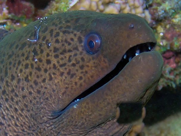 A Giant Moray Eel (Gymnothorax javanicus) in the Red Sea - Photo, Image