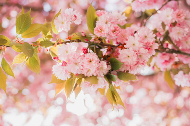 Primer plano de flores Sakura rosa. Bokeh fondo borroso. Banner soleado de Pascua. Hermosa escena de la naturaleza con el árbol en flor, Día de las mujeres - Foto, Imagen
