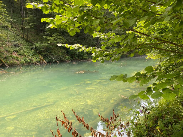 ゴルスキ・コタルの小さな川の保護された風景-クロアチア,ヴルボフスコ(Zaziceni krajolik rjecice Kamacnik u Gorskom kotaru - Vrbovsko, Hrvatska) - 写真・画像