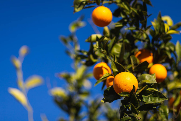 Nahaufnahme eines wunderschönen Orangenbaumes mit orangefarbenen großen runden Orangen mit Regentropfen umgeben von vielen leuchtend grünen Blättern, weicher Fokus - Foto, Bild