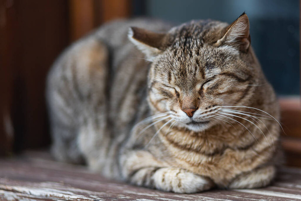 Портрет милого триколорного кота, який спить на вулиці
 - Фото, зображення
