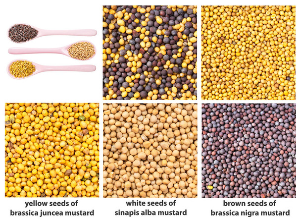 el juego del fondo cuadrado de la comida - las semillas distintas de mostaza con los nombres se acercan - Foto, Imagen